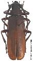 Orthosoma brunneum