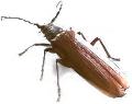 Orthosoma brunneum