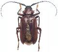 Dorysthenes (Paraphrus) granulosus