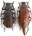 Dorysthenes (Paraphrus) granulosus