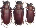 Dorysthenes (Paraphrus) granulosus