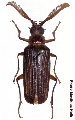 Polyarthron pectinicornis lothei