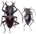 Prionocalus cacicus