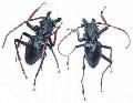 Prionocalus cacicus