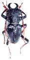 Prionocalus cacicus
