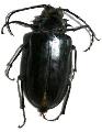 Prionomma (Prionomma) atratum