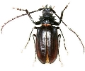 Prionomma (Ancyloprotus) bigibbosum