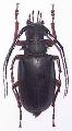 Prionomma (Ancyloprotus) javanum