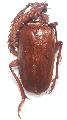 Prionus (Homaesthesis) arenarius