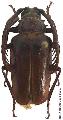 Prionus (Lobarthron) balassogloi balassogloi