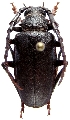 Prionus (Mesoprionus) besikanus 