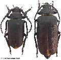 Prionus (s. str.) coriarius