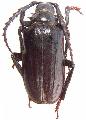 Prionus (s. str.) heroicus