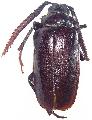 Prionus (s. str.) imbricornis