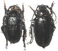 Prionus (s. str.) insularis tetanicus