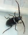 Prionus (s. str.) insularis insularis