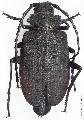 Prionus (s. str.) potaninei