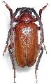 Prionus (s. str.) insularis yakushimanus