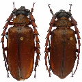Priotyrannus (Kinibalua) megalops
