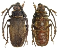 Priotyrannus (Priotyrannus) closteroides