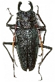 Psalidognathus erythrocerus