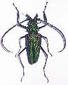 Psalidognathus friendi