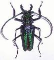 Psalidognathus superbus