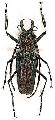 Psalidognathus friendi