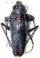 Psalidognathus modestus