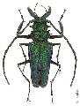 Psalidognathus superbus