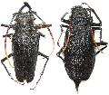 Psalidognathus erythrocerus