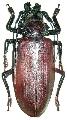 Titanus giganteus
