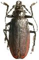 Titanus giganteus