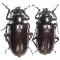 Rhaphipodus gahani