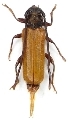Anisarthron barbipes 