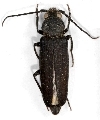 Arhopalus asperatus