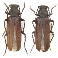 Arhopalus foveicollis