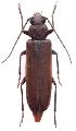 Arhopalus coreanus
