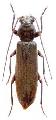 Arhopalus tobirensis