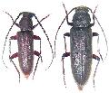 Cephalallus oberthueri