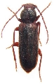 Asemum caseyi