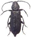 Asemum striatum