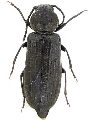 Asemum striatum