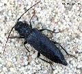 Arhopalus ferus