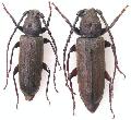 Megasemum asperum