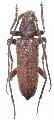 Cephalallus oberthueri