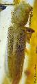 Nothorhina granulicollis