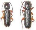 Nothorhina muricata