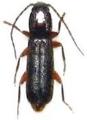 Nothorhina muricata