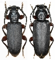 Tetropium castaneum